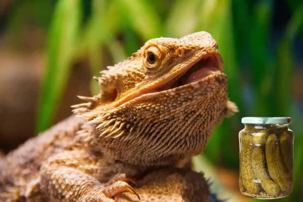Can Bearded Dragons Eat Pickles