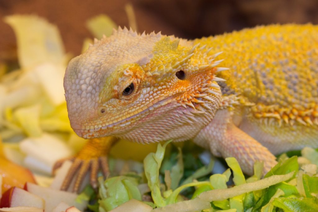 Can Bearded Dragons Eat Pothos
