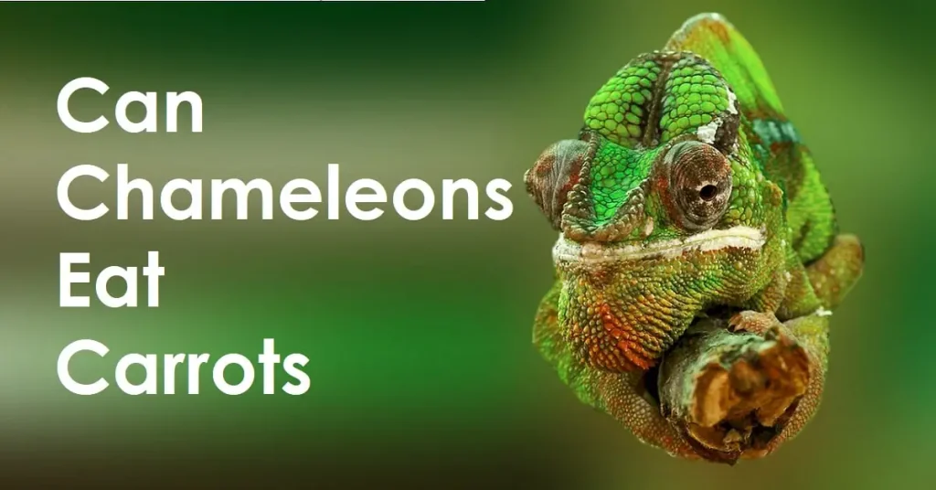 Can Chameleons Eat Carrots What Are the Benefits