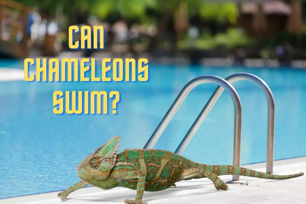 Can Chameleons Swim