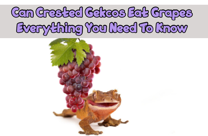 Can Crested Geckos Eat Grapes