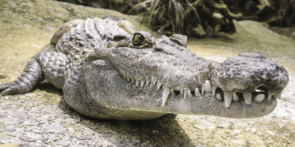 Can Crocodiles Feel Pain image