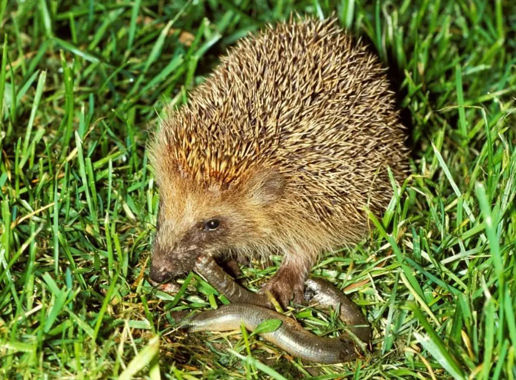 Can Hedgehogs Eat Small Snakes 1024x755 1