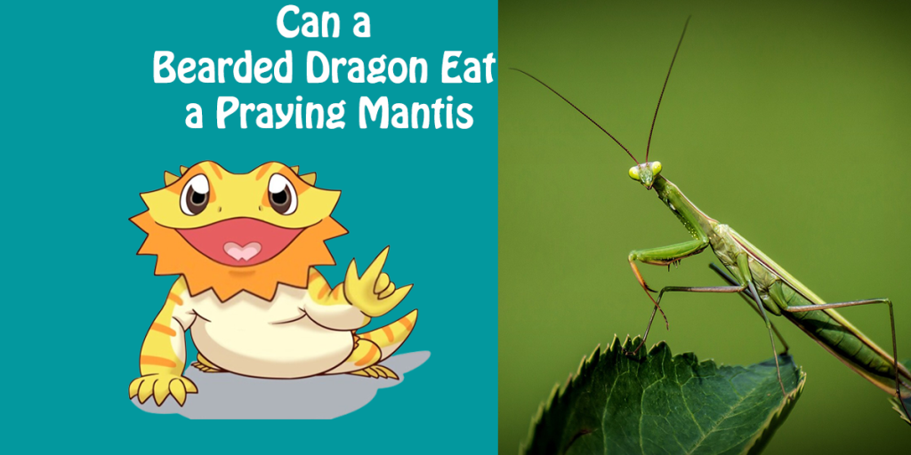 Can a Bearded Dragon Eat a Praying Mantis