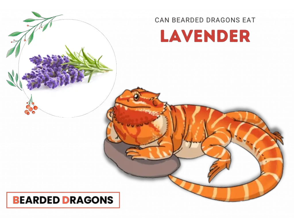 Can bearded Dragons eat lavender 1024x759 1