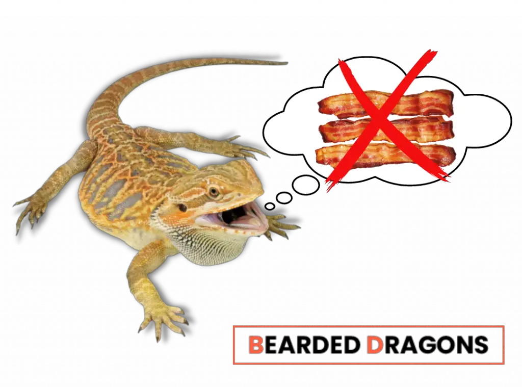 Can bearded dragons eat bacon 1024x759 1