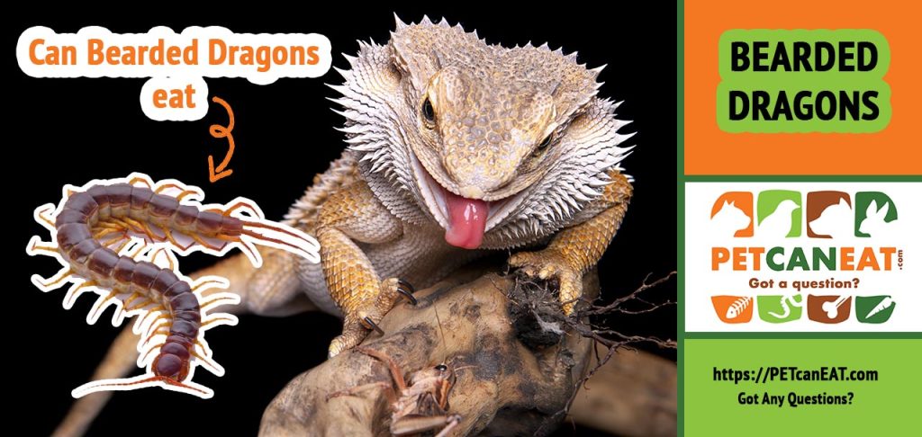 Can bearded dragons eat centipedes