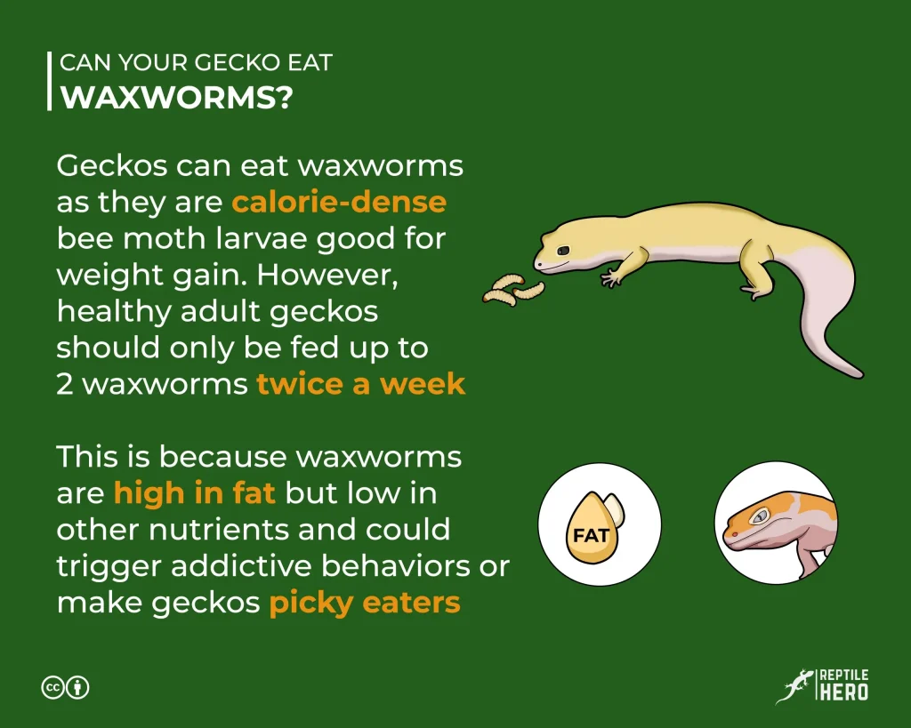 Can gecko eat waxworm infographic scaled 1
