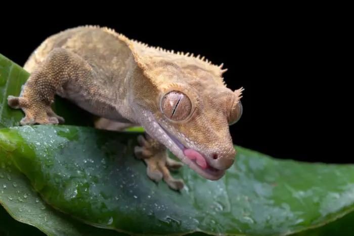 Canva Crested Gecko 4 1