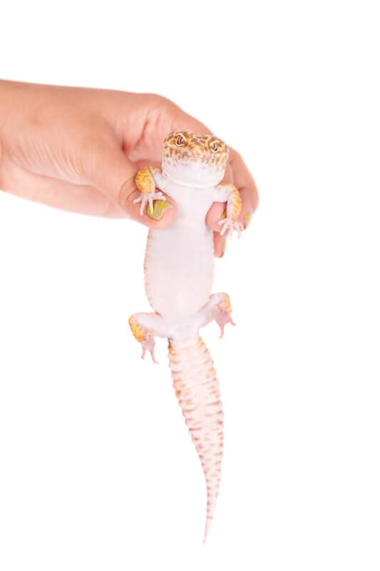Canva Leopard Gecko on a white background