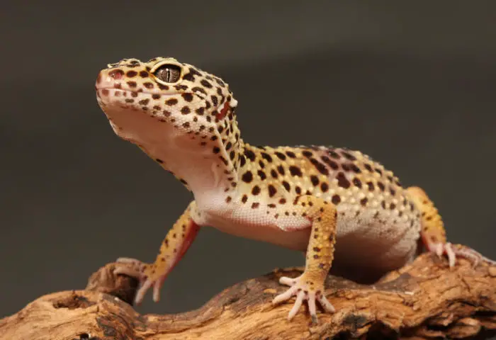 Canva Leopard gecko 2