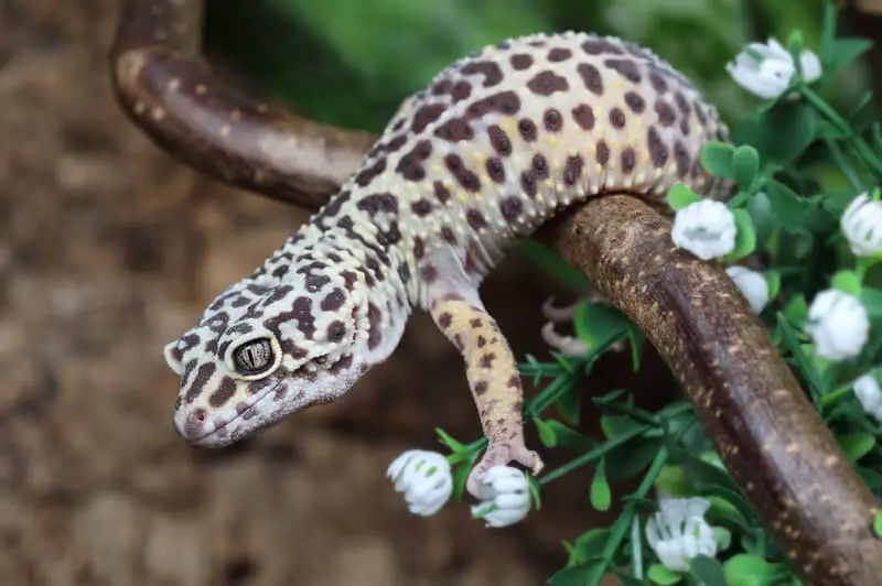 Canva The leopard gecko Eublepharis macularius