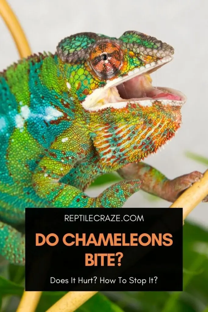 Chameleon Bite