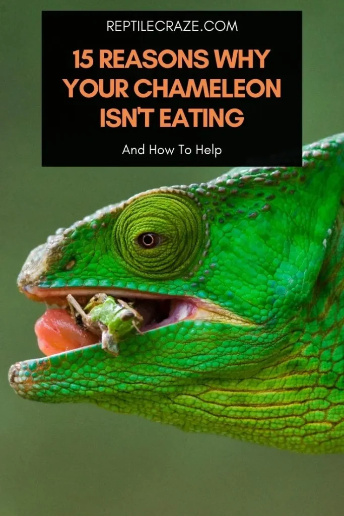 Chameleon Not Eating.jpg