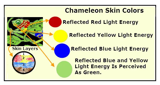Chameleon Pigmented Colored Skin