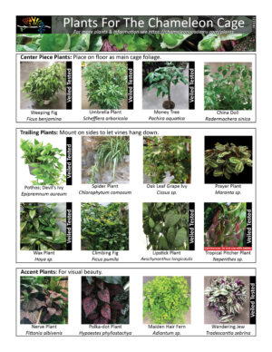 Chameleon Plants 061321 scaled 300x388 1