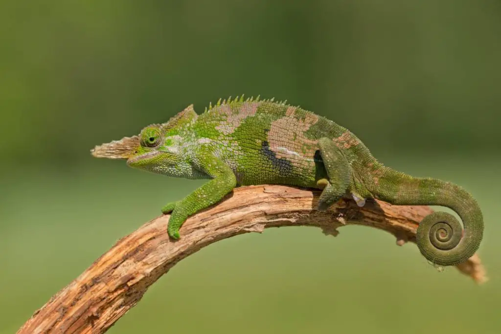 Chameleon on the branch of the tree Milan Zygmunt Shutterstock 1