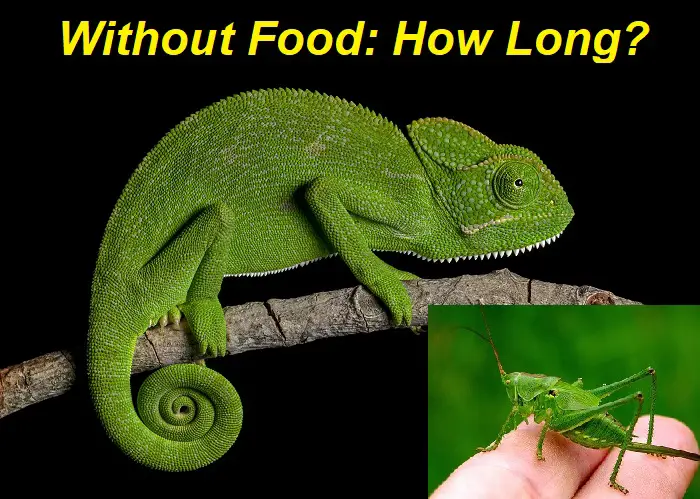 Chameleons without food