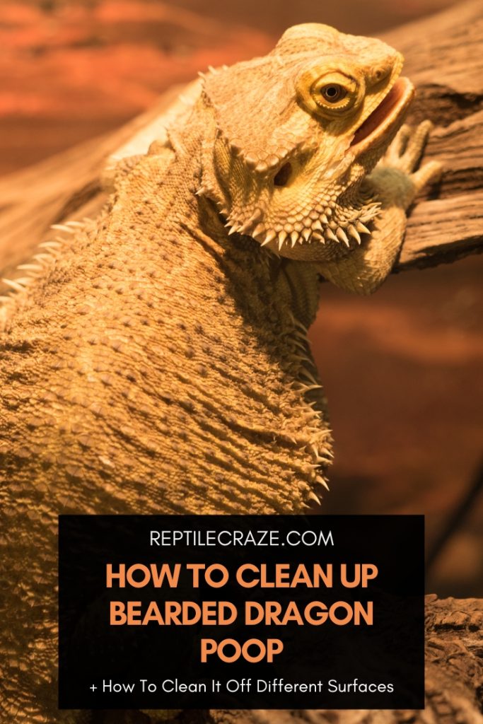 Clean Up Beardie Poop 1
