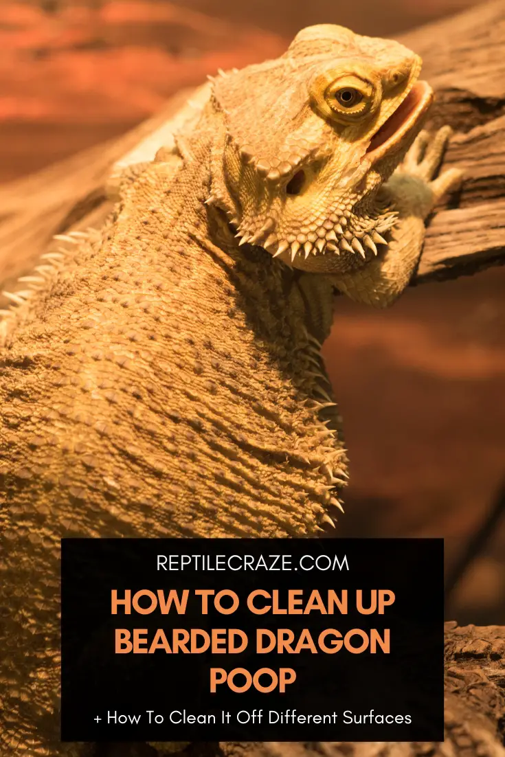 How To Clean Up Bearded Dragon Poop?