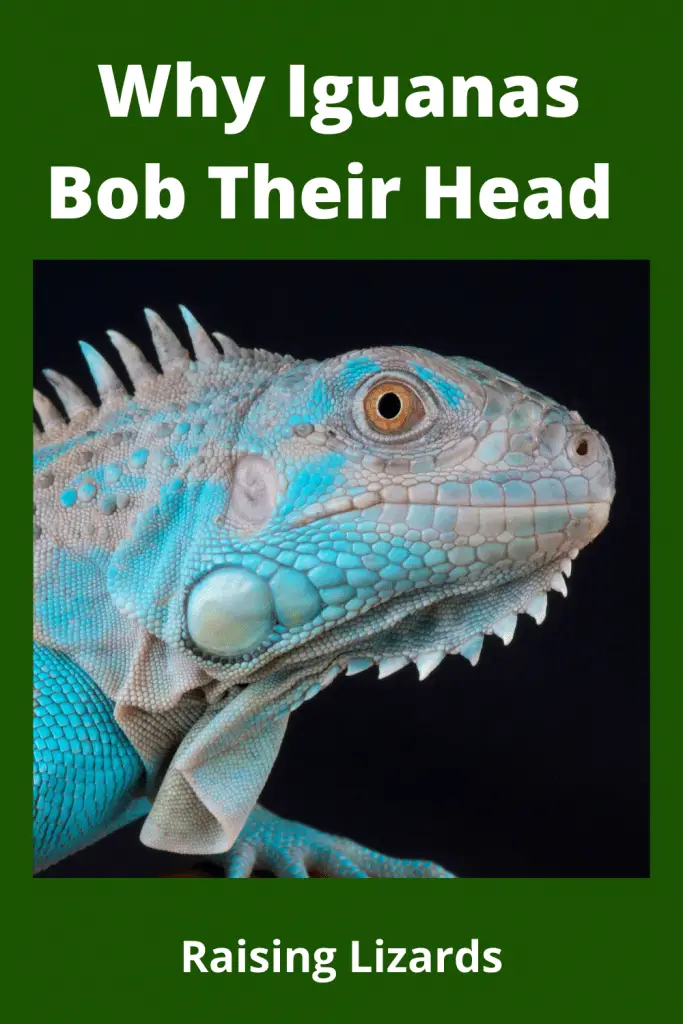 Copy of Why Iguanas Bob Their Head 683x1024 1
