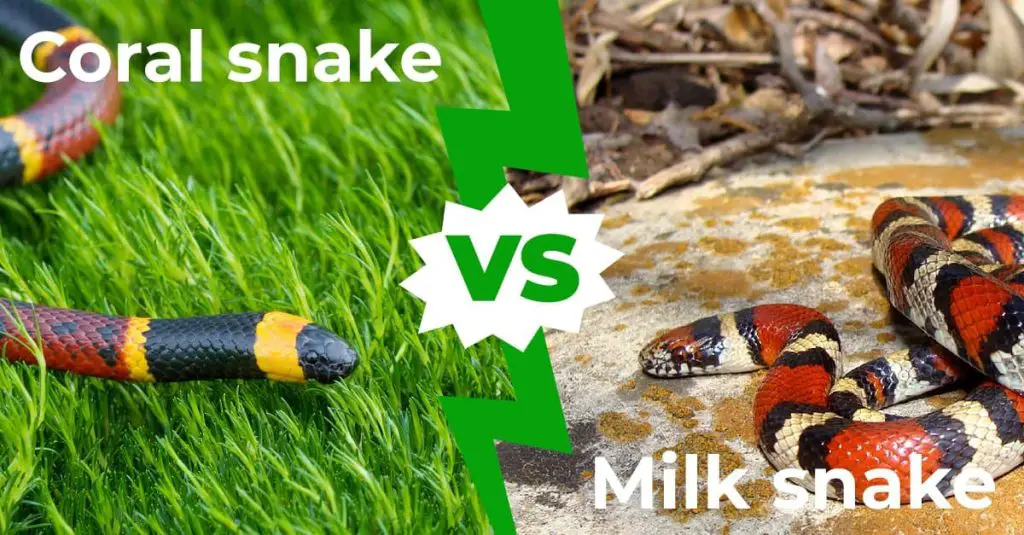 Coral Snake vs Milk Snake 1200x627 1
