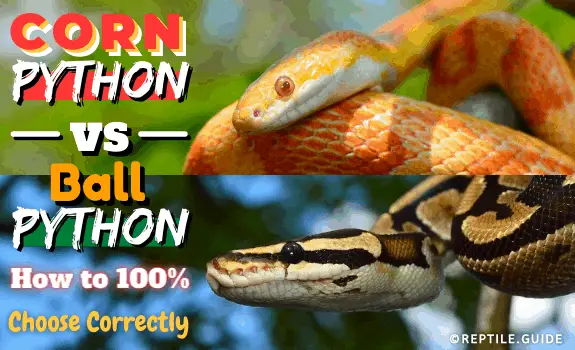 Corn Snake vs Ball Python How to 100 Choose Correctly 1