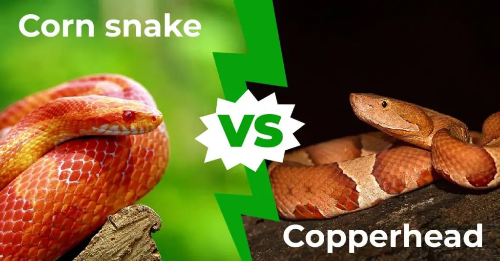 Corn Snake vs Copperhead 1200x627 1