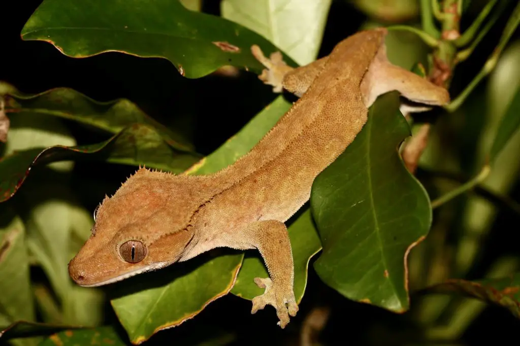 Crested gecko 1
