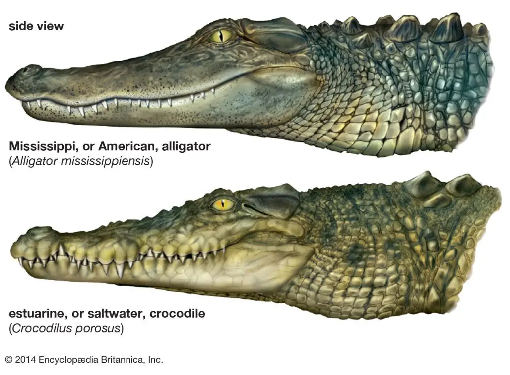 Crocodiles alligators teeth snouts crocodiles mouth