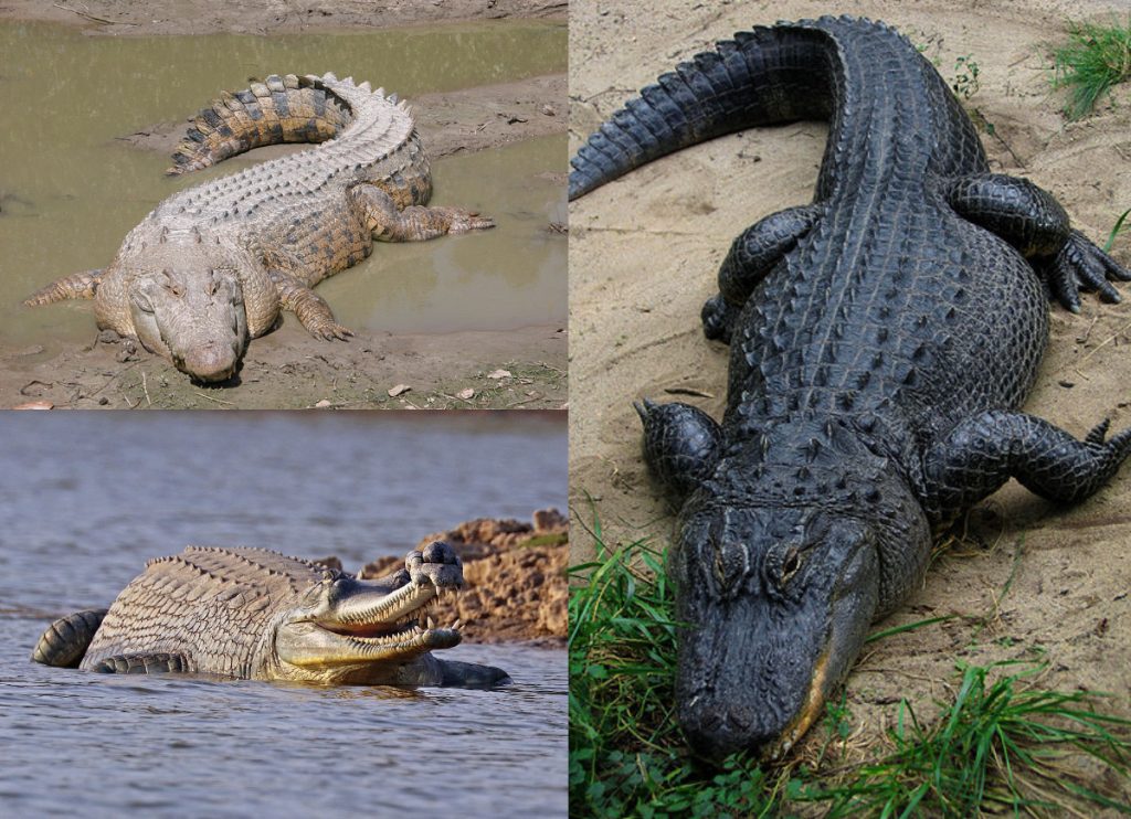 Crocodilia montage