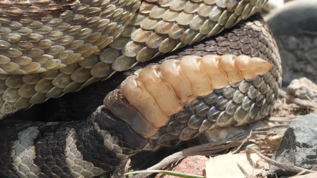 DL613 Rattlesnakes rattle short