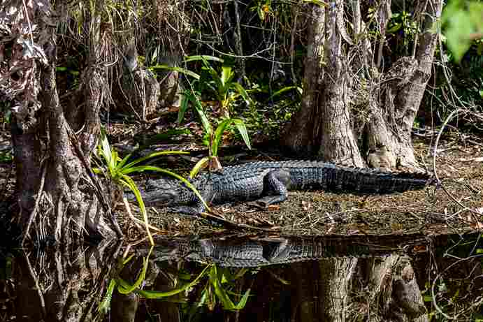 Do Alligators Have Predators Swamp Fever Airboat Adventures