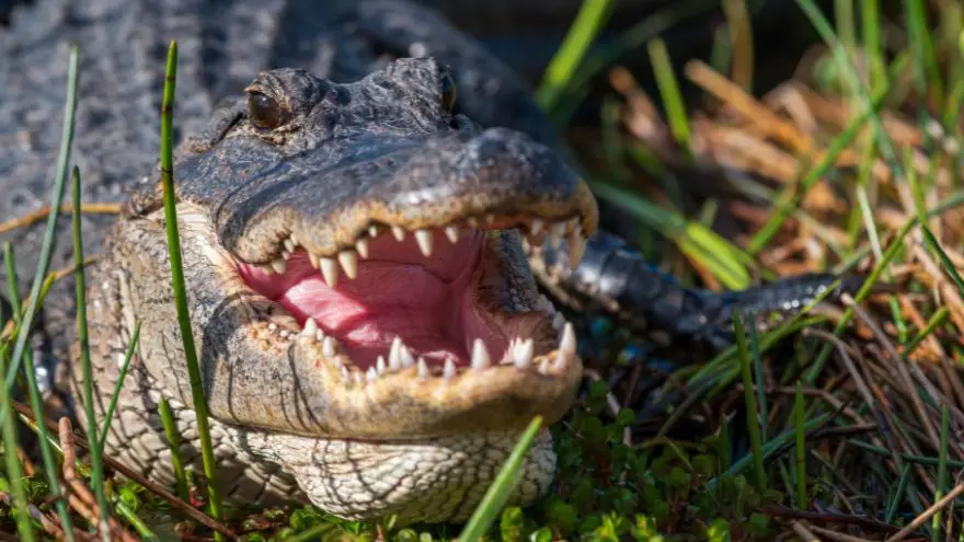 Do Alligators Have Tongues Taste Buds Answered 1.jpg