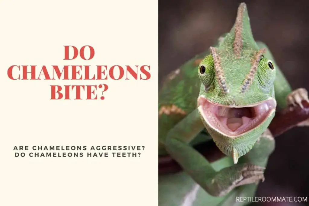 Do Chameleons Bite do chameleons have teeth