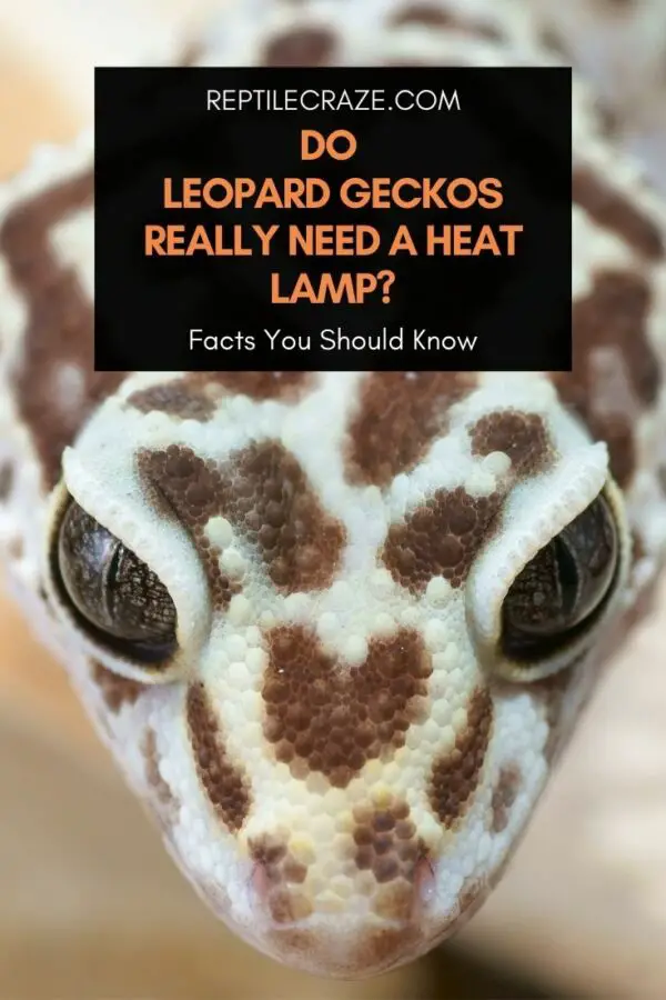 Do leopard geckos need a heat lamp