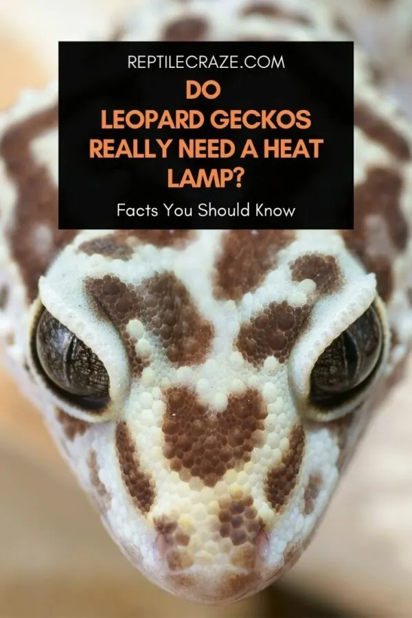 Do leopard geckos need a heat lamp.jpg