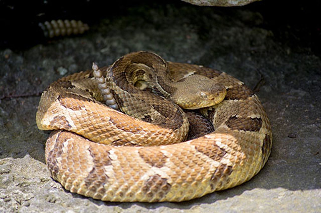 When Do Rattlesnakes Hibernate In Pa?