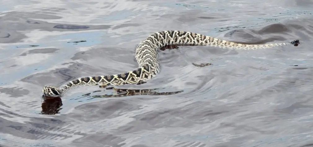 Eastern Diamondback Rattlesnake water