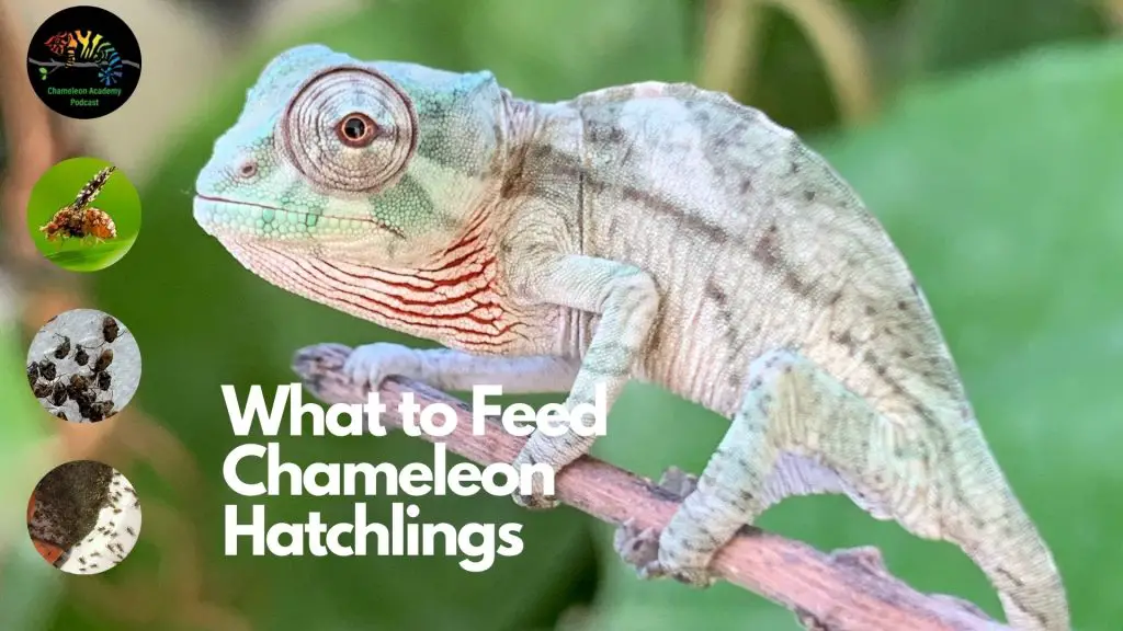 Feeding chameleon hatchlings Web 1920 C397 1080 px