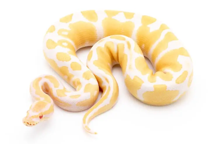 Female adult albino ball python