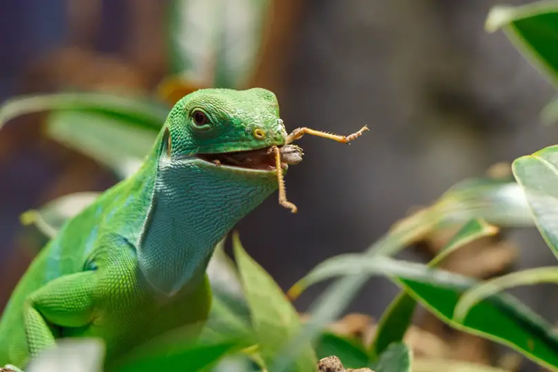 Fiji Banded Iguana eating a cricket RickDeacon Shutterstock