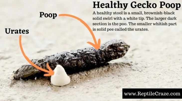 Gecko Poop 1.jpg
