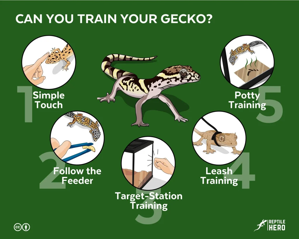 Gecko Training Infographic scaled 1