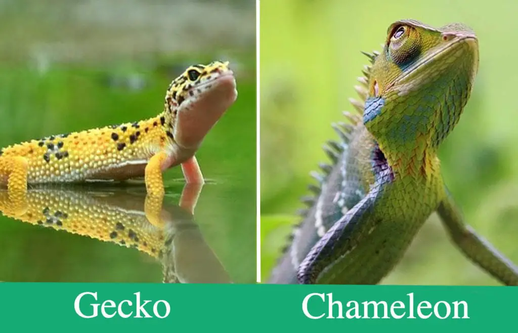 Gecko and Chameleon side by side template 1024x658 1