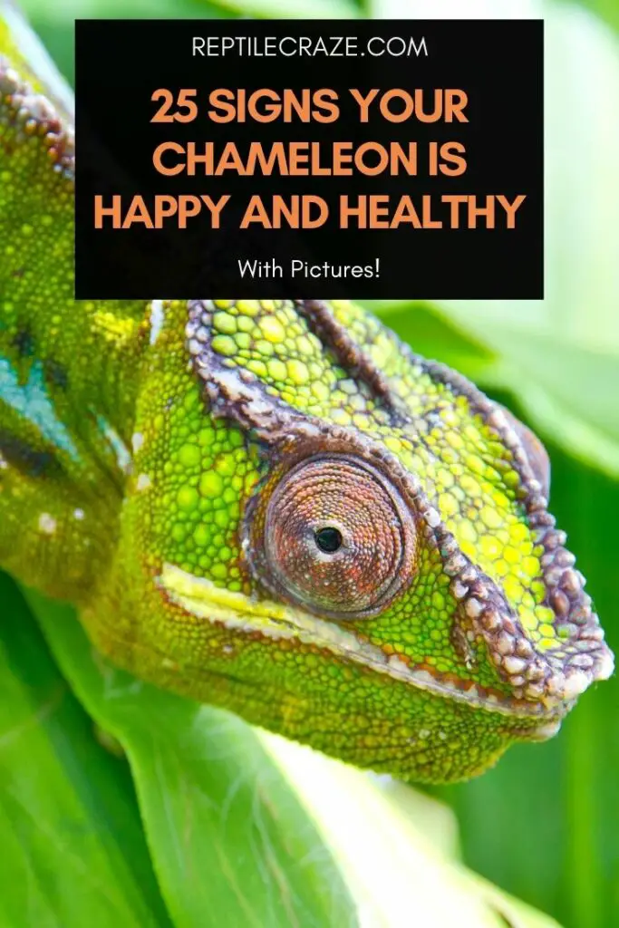 Happy Health Chameleon 683x1024 1