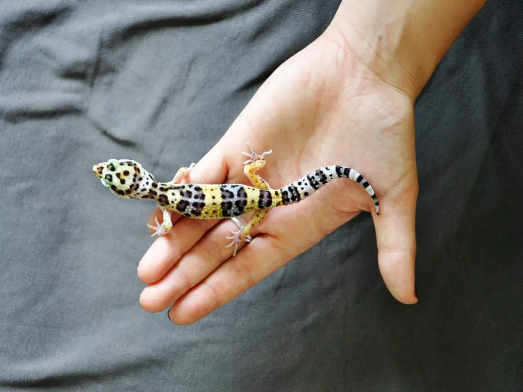 Hold a Leopard Gecko Step 3