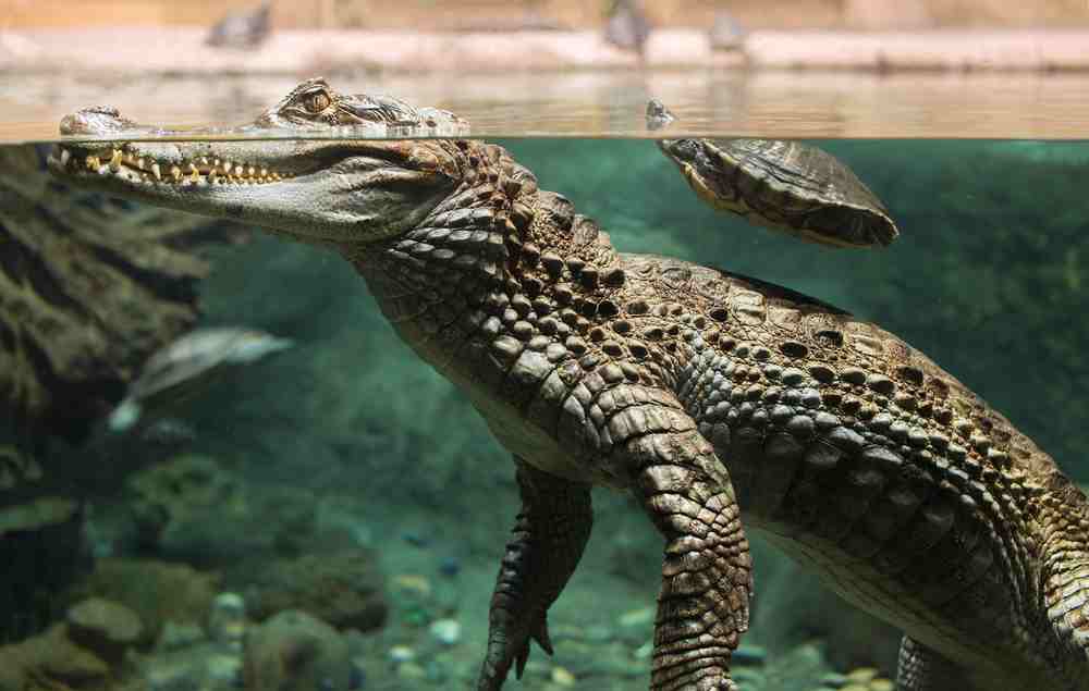 How Fast Do Alligators Swim Swamp Fever Airboat Adventures