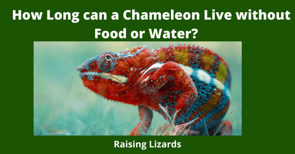 How Long can a Chameleon Live without Food or Water 1024x536 1