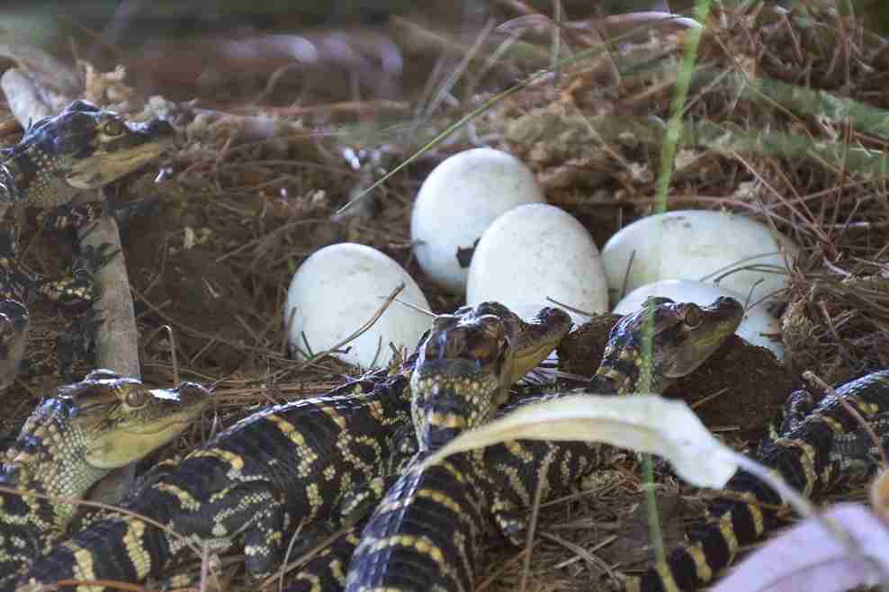 How Many Eggs Do Alligators Lay Swamp Fever Airboat Adventures